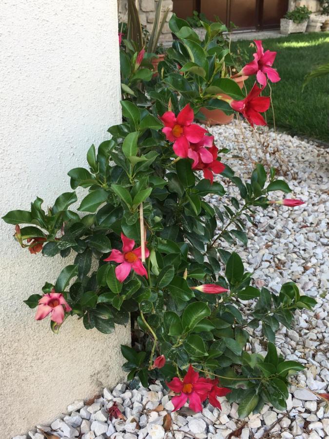 Mas Halcyon Provence Bed & Breakfast Avignon Exterior photo